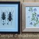 Ranatre and ashy nepe| 1961 | Insect Heteroptera| Original pedagogical board| Entomology