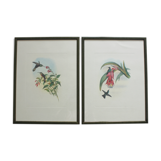 2 framed bird lithographs, vintage watercolor posters