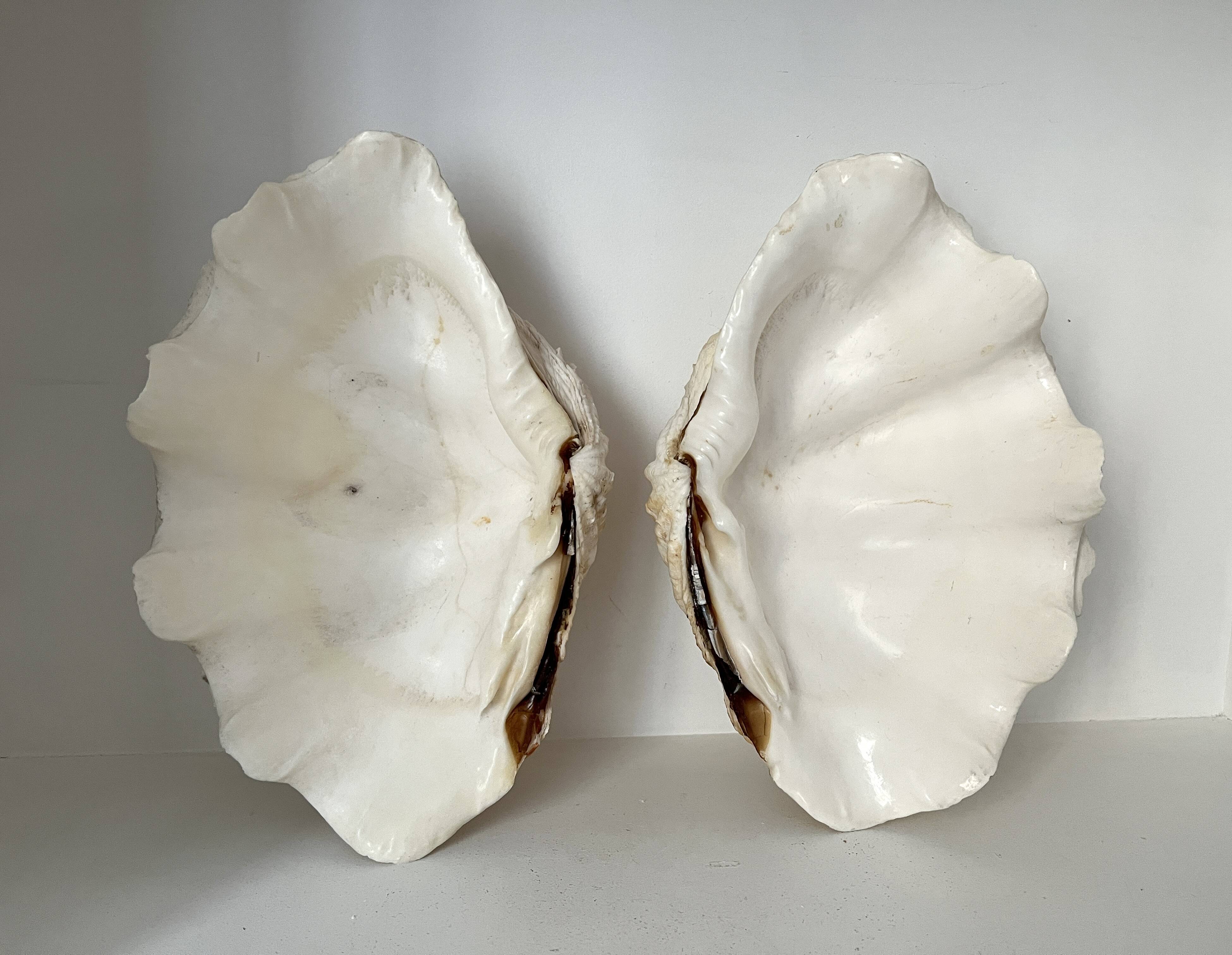 Authentic vintage giant bivalve shell, tridacna gigas shell.