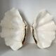 Authentic vintage giant bivalve shell, tridacna gigas shell.