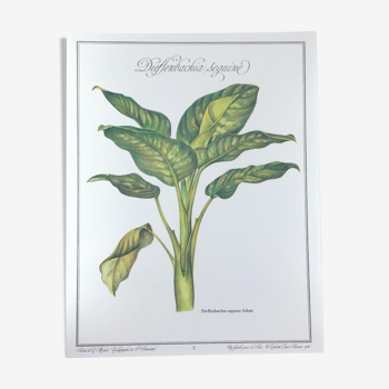 Planche botanique - le dieffenbachia