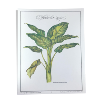 Botanical plank - dieffenbachia