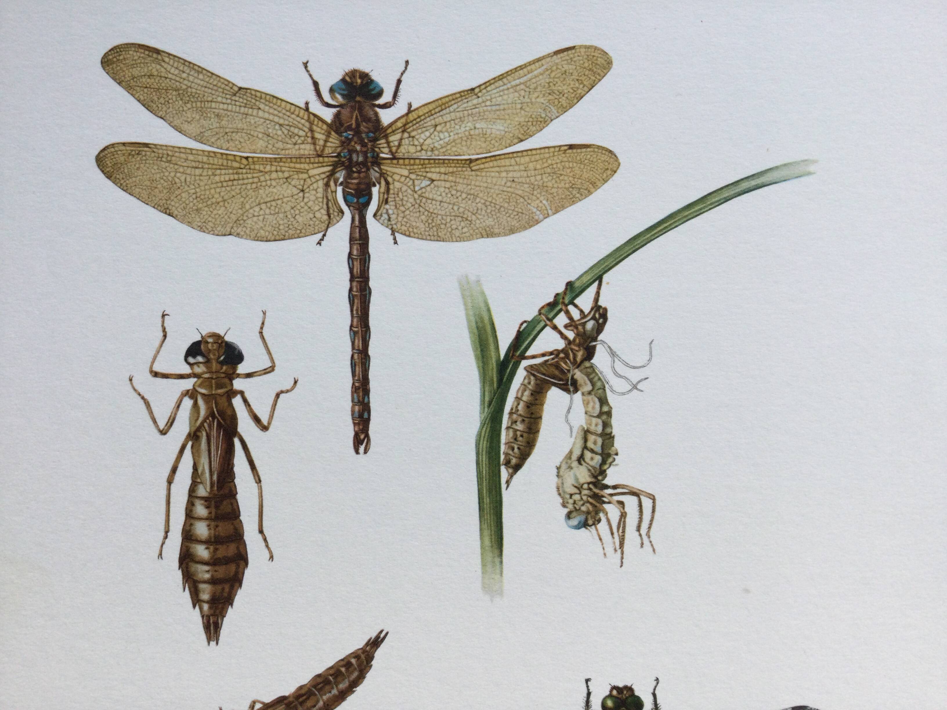 Illustration ancienne "insectes", années 60.