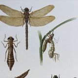 Old illustration "insects", 1960s.
