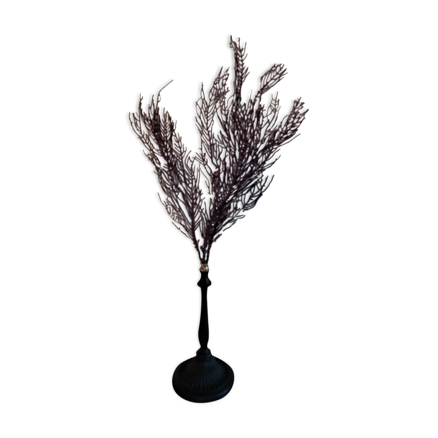 Purple coral pterogorgia anceps