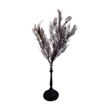 Purple coral pterogorgia anceps