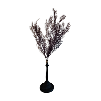 Purple coral pterogorgia anceps