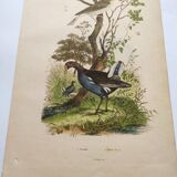 Gravure ancienne de 1839 -Le Pouillot - Planche oiseaux coloriée à la main