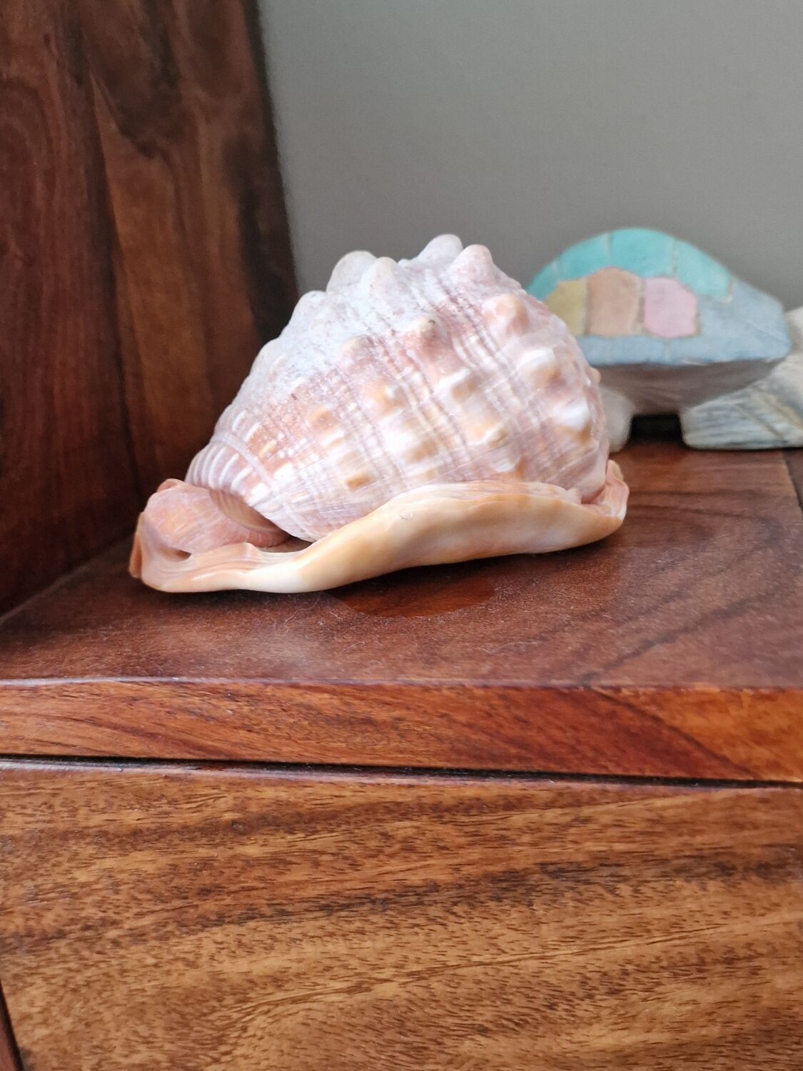 Blackcurrant Rufa shell 1970s