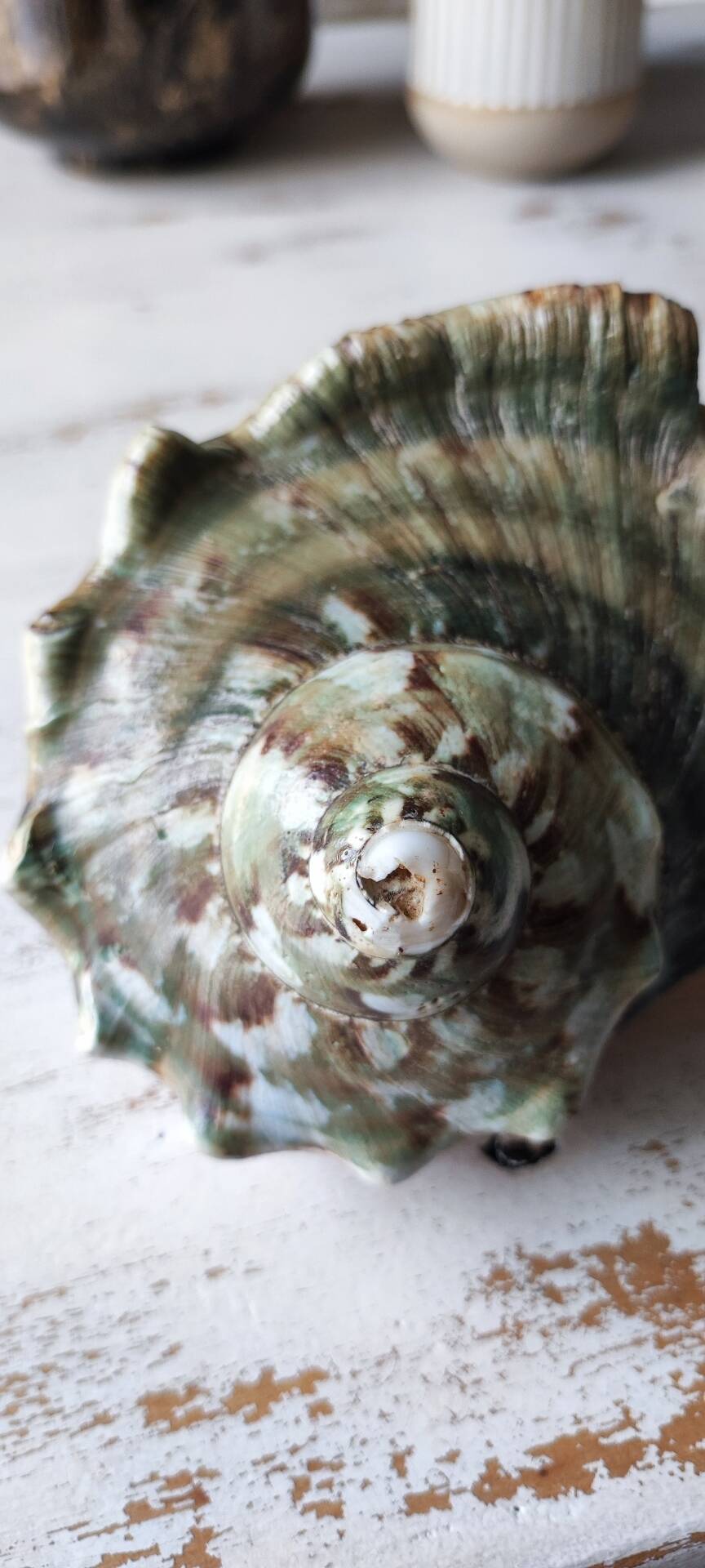 Coquillage deco