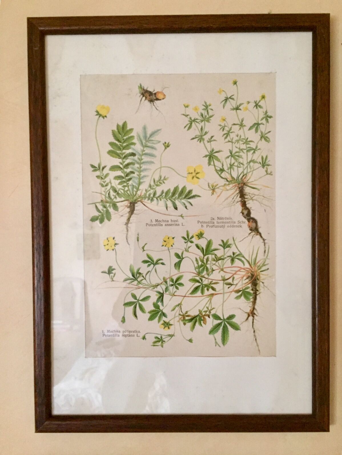 Set of 4 framed botanical posters