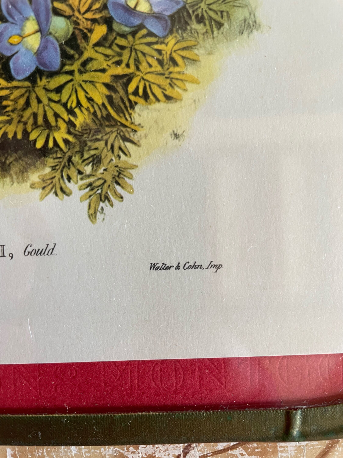 Old bird frames J. Gould and HC. Richter