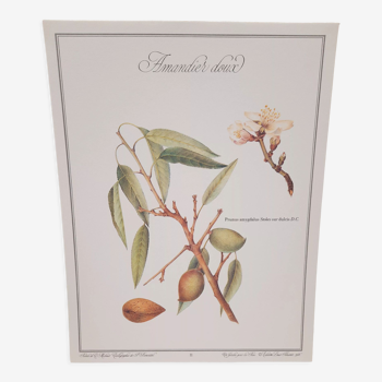 Botanical board Sweet Almond