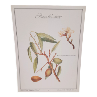 Botanical board Sweet Almond