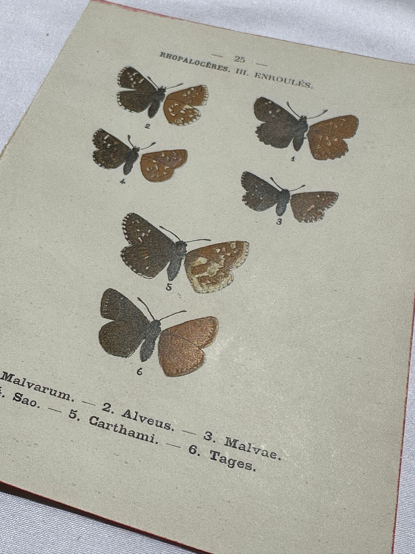 Botanical engraving double-sided butterflies naturalist plate etching