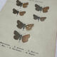 Botanical engraving double-sided butterflies naturalist plate etching