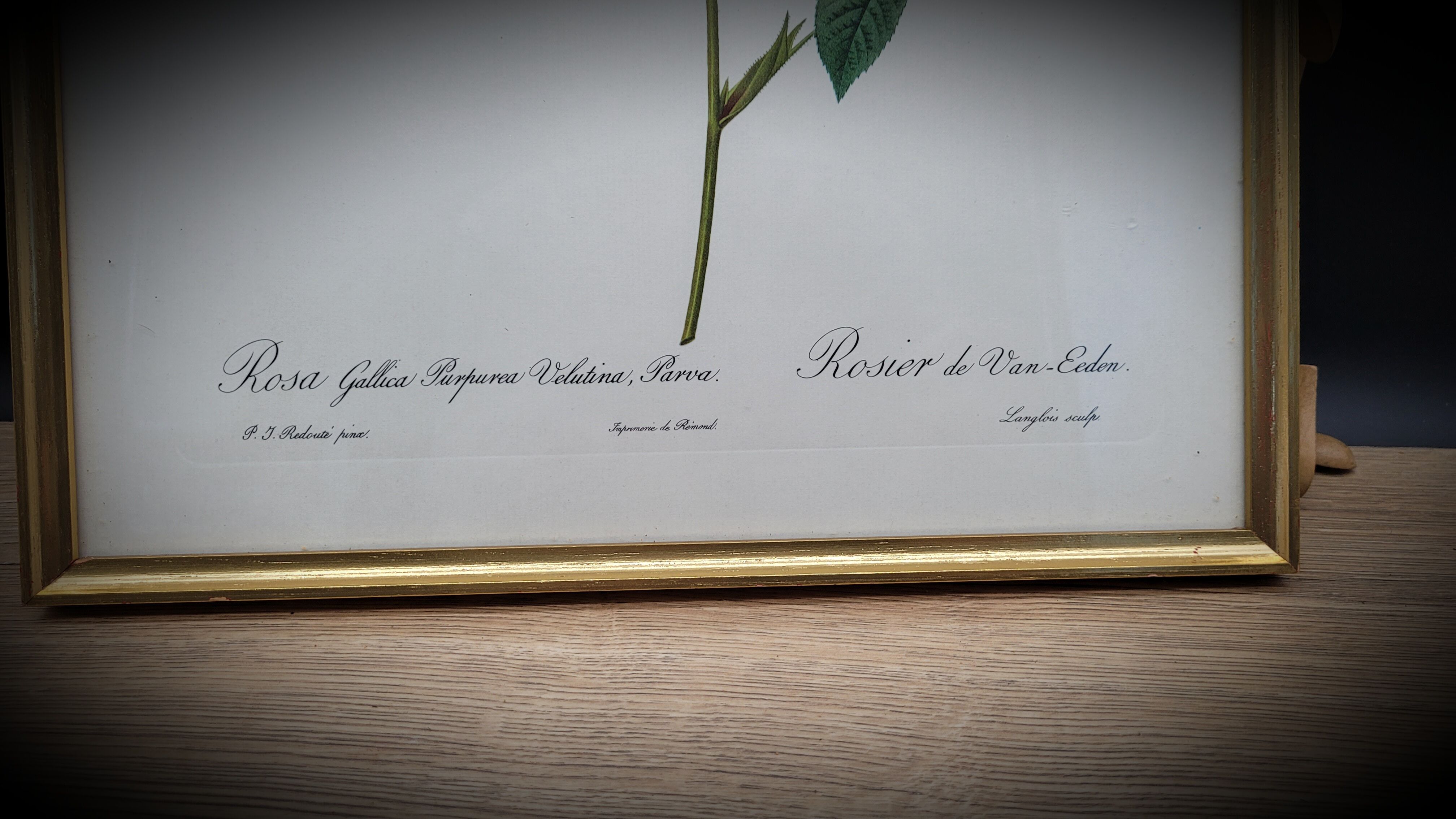 Lithograph under frame Rosier Van Eeden