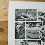 Original lithograph on reptiles