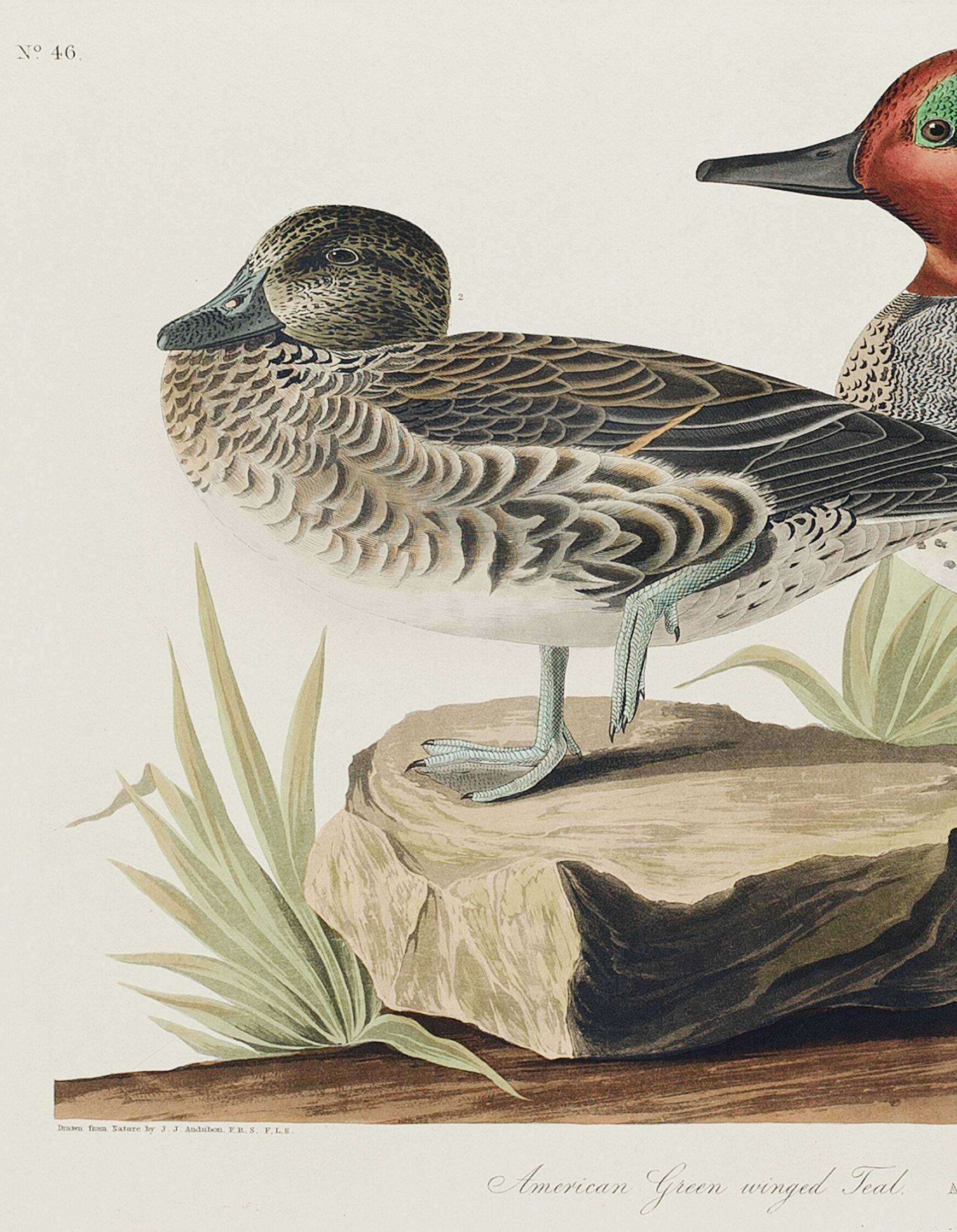 Poster of the Green-winged Teal, after an old engraving