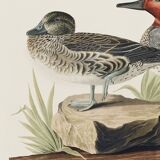 Poster of the Green-winged Teal, after an old engraving