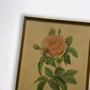 Lithographie ancienne rose encadrée sous verre imprimerie de Remond ACC-7058