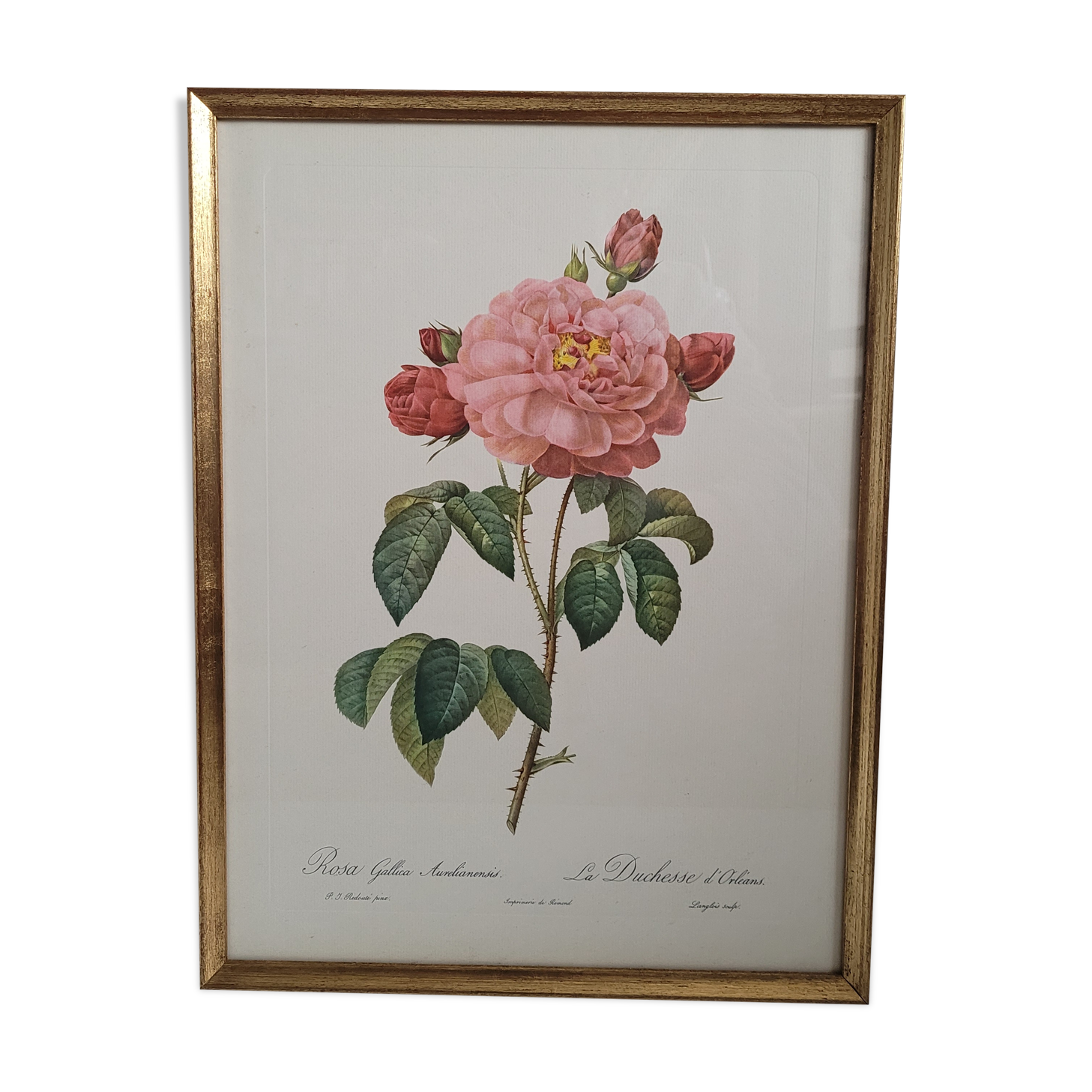 Frame lithograph Rosier Duchesse d'Orléans