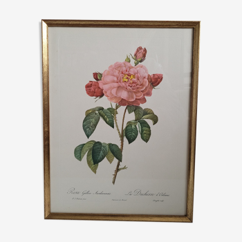 Frame lithograph Rosier Duchesse d'Orléans