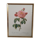 Frame lithograph Rosier Duchesse d'Orléans