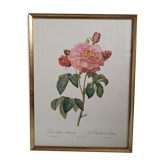 Frame lithograph Rosier Duchesse d'Orléans