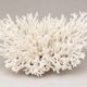Large branched white coral – Cabinet of curiosities