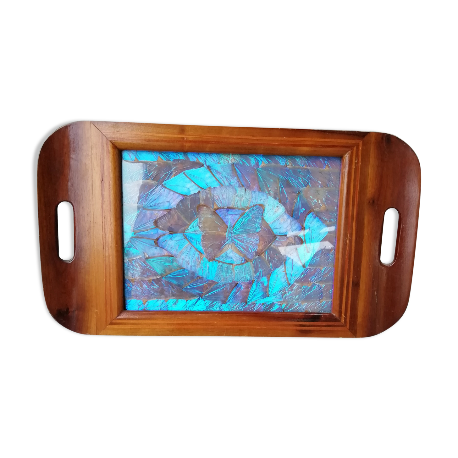 Naturalized butterfly platter