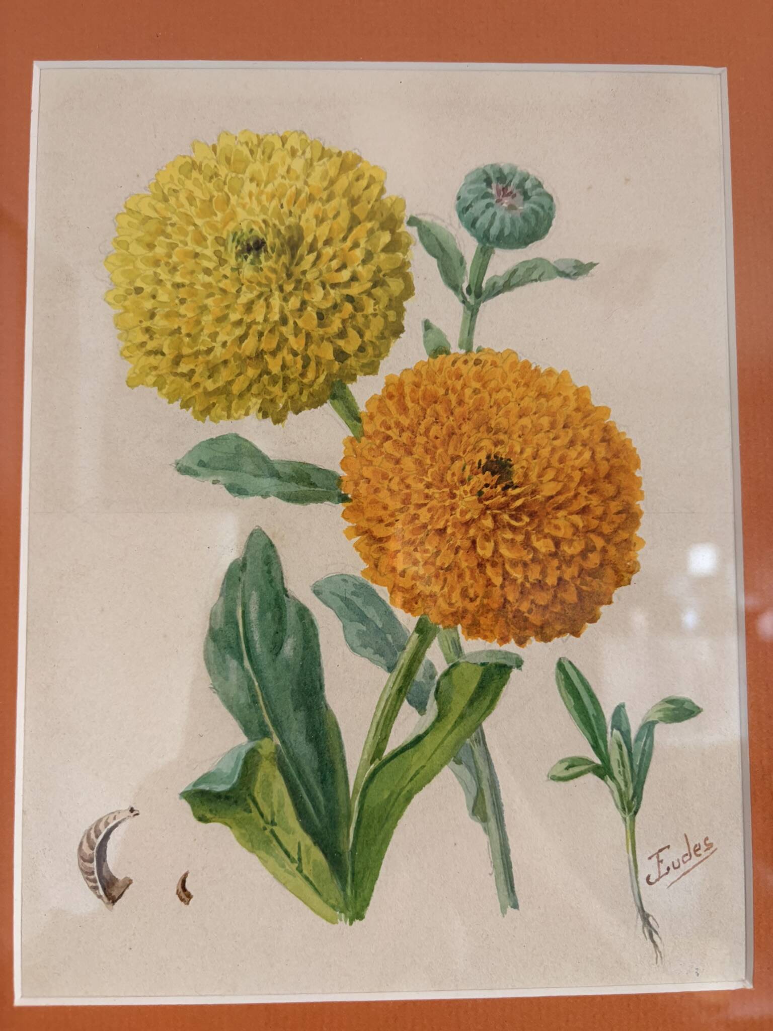 Watercolour Tableau Iconography Flowers Naturalism Rose Tagetes erecta nature
