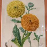Watercolour Tableau Iconography Flowers Naturalism Rose Tagetes erecta nature