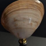 Cabinet of Curiosities shell codakia tigerina on base