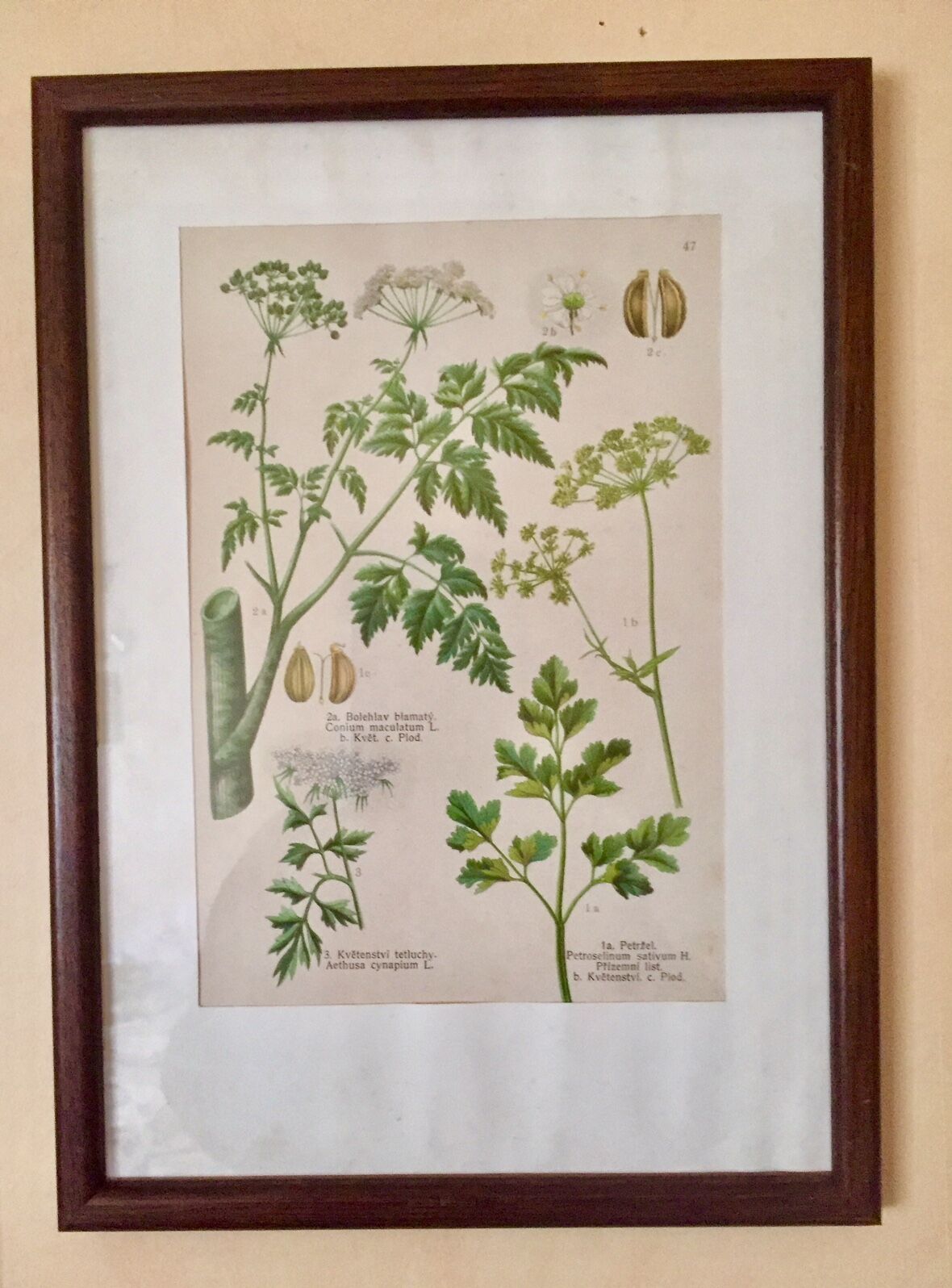 Set of 5 posters framed botanicals