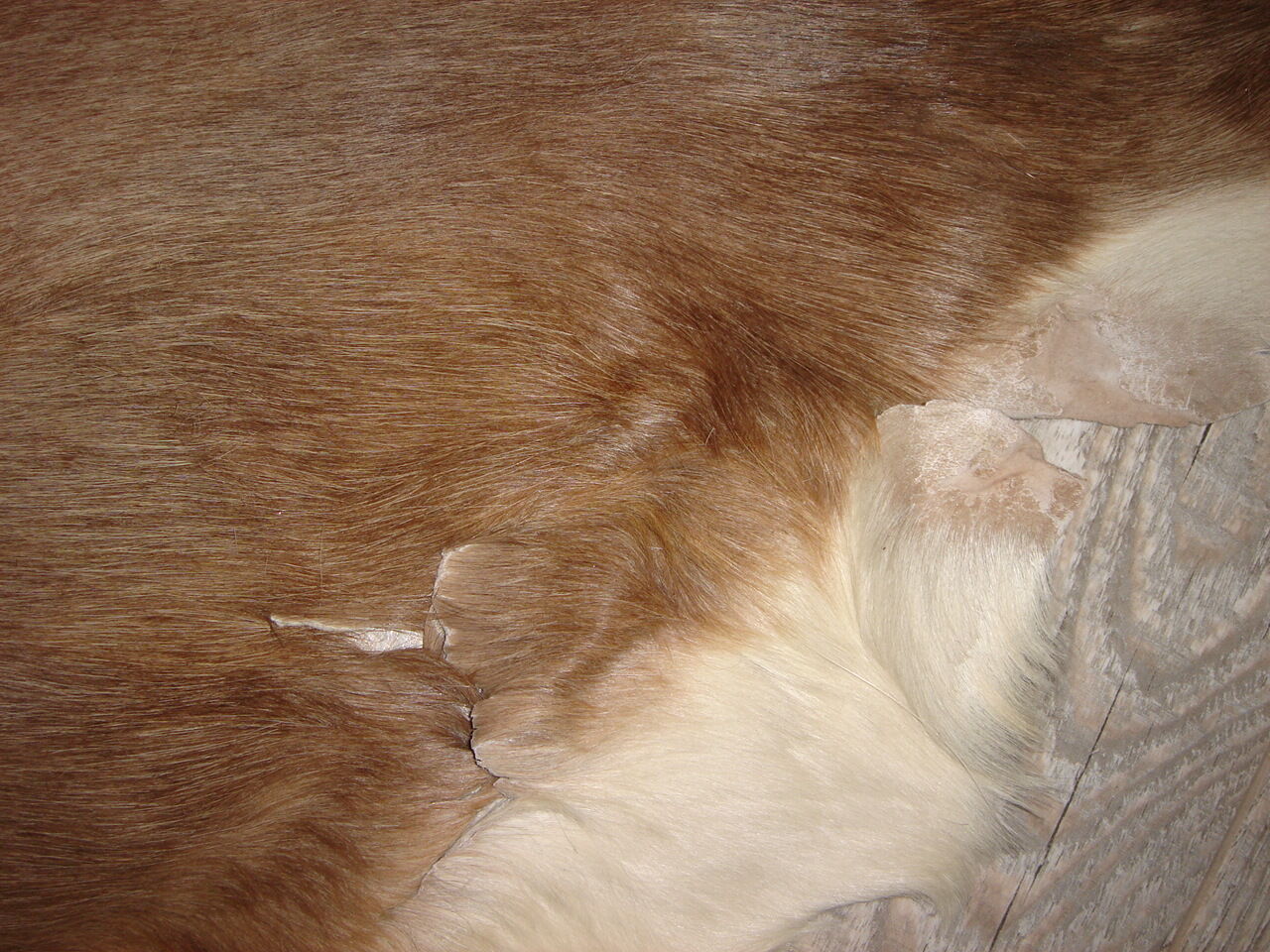 Tanned goatskin of 1970, ideal descent of bed 55x100cm