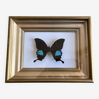 Vintage gold frame naturalized butterfly