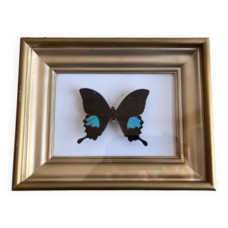 Vintage gold frame naturalized butterfly