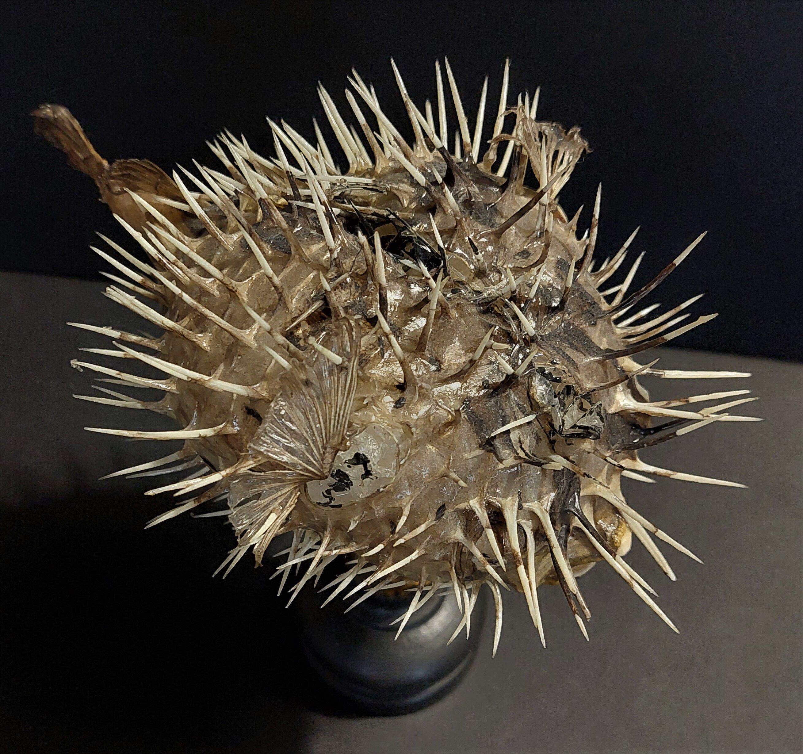 Cabinet of Curiosities naturalized fish diodon holocanthus on base
