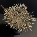 Cabinet of Curiosities naturalized fish diodon holocanthus on base