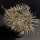 Cabinet of Curiosities naturalized fish diodon holocanthus on base