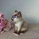 Vintage Figurine de Chaton Marron Siamois aux Yeux Bleus en Céramique Elpa Alcobaca
