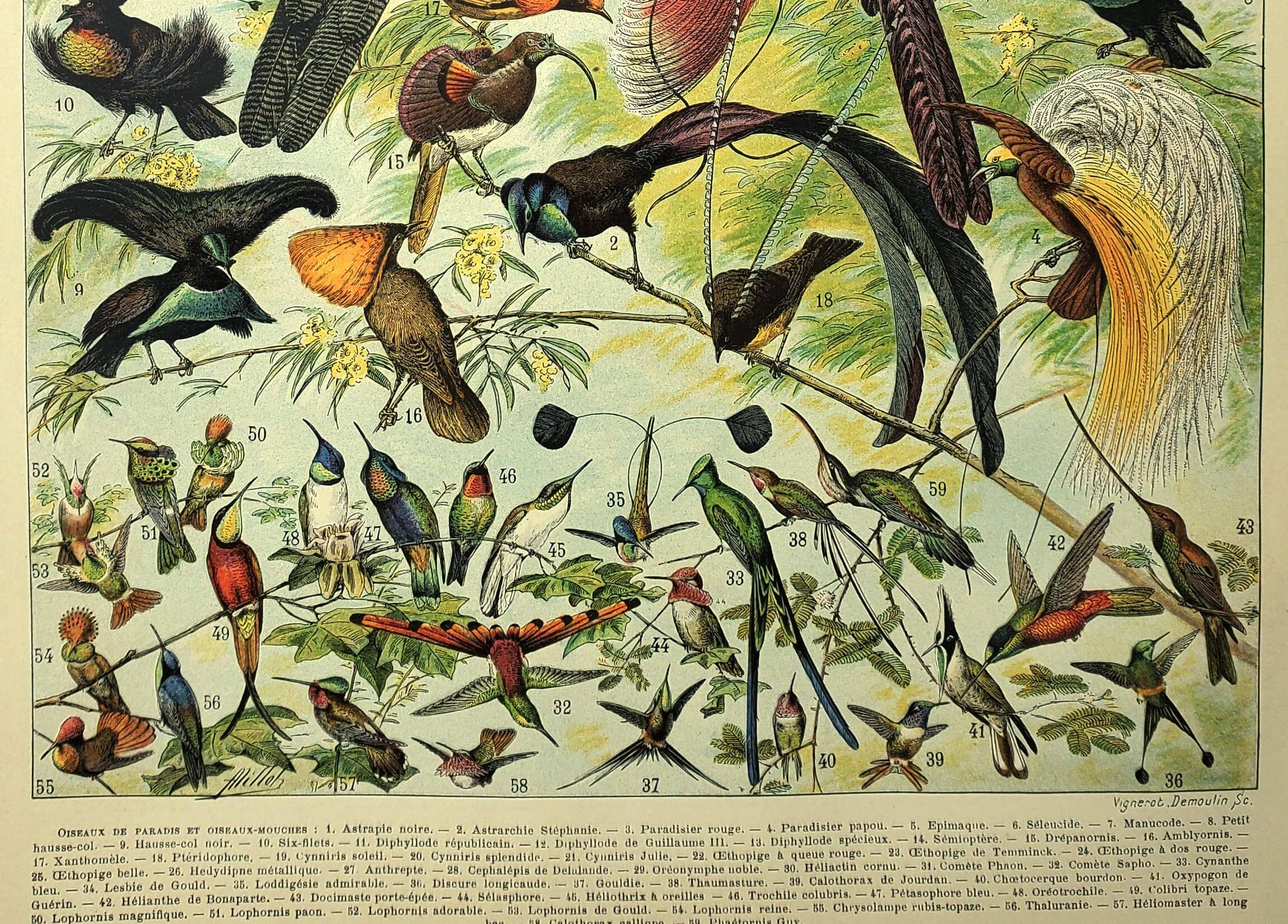Antique engraving 1897 - Birds 2, species, bird of paradise