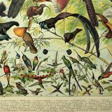 Gravure ancienne 1897 - Oiseaux 2, espèces, paradisier
