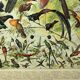 Antique engraving 1897 - Birds 2, species, bird of paradise