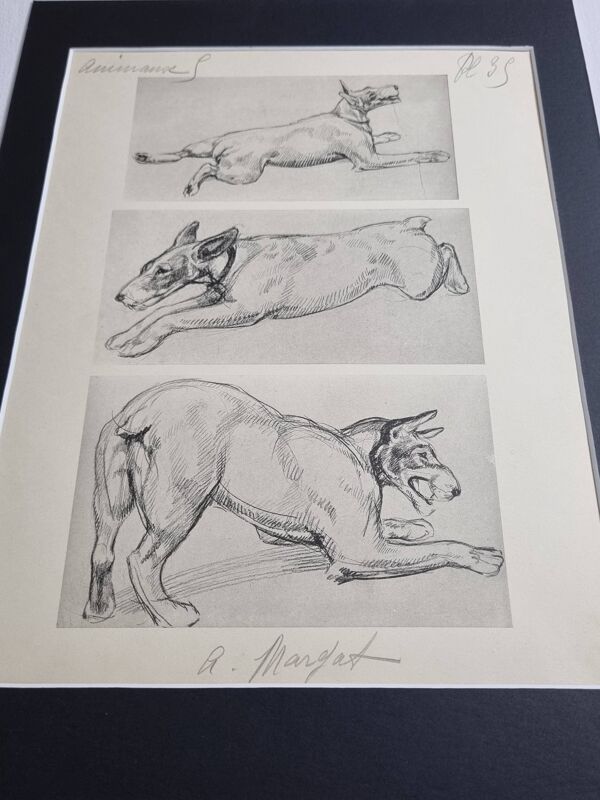 Planche illustrée, Études de chien Terrier, signée André Margat, 1930