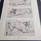 Illustrated plate, Studies of Terrier dogs, signed André Margat, 1930