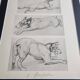 Illustrated plate, Studies of Terrier dogs, signed André Margat, 1930