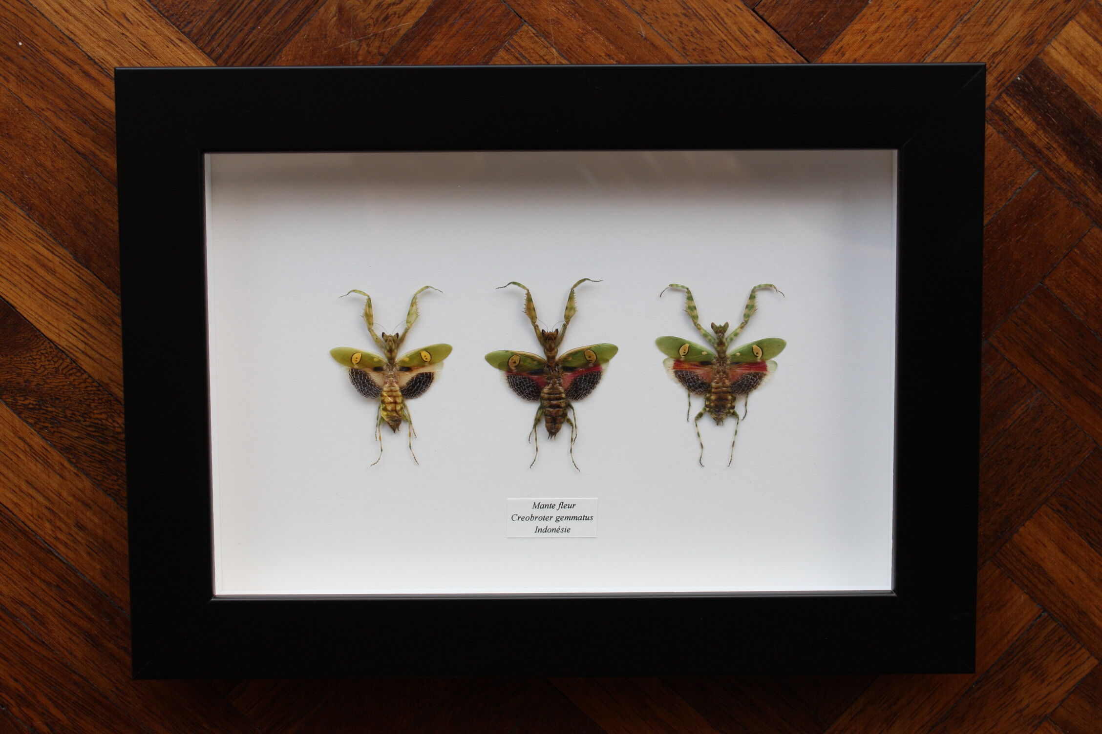 Trio of mantes chromatic variations flower box