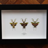 Trio of mantes chromatic variations flower box